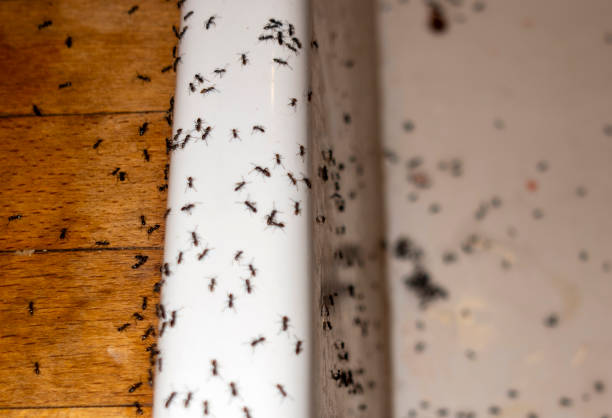 Best Pest Control Treatment  in Pleasureville, PA